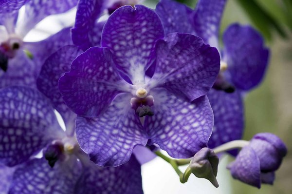 Which botanical gardens in Northern Ireland feature rare orchids?